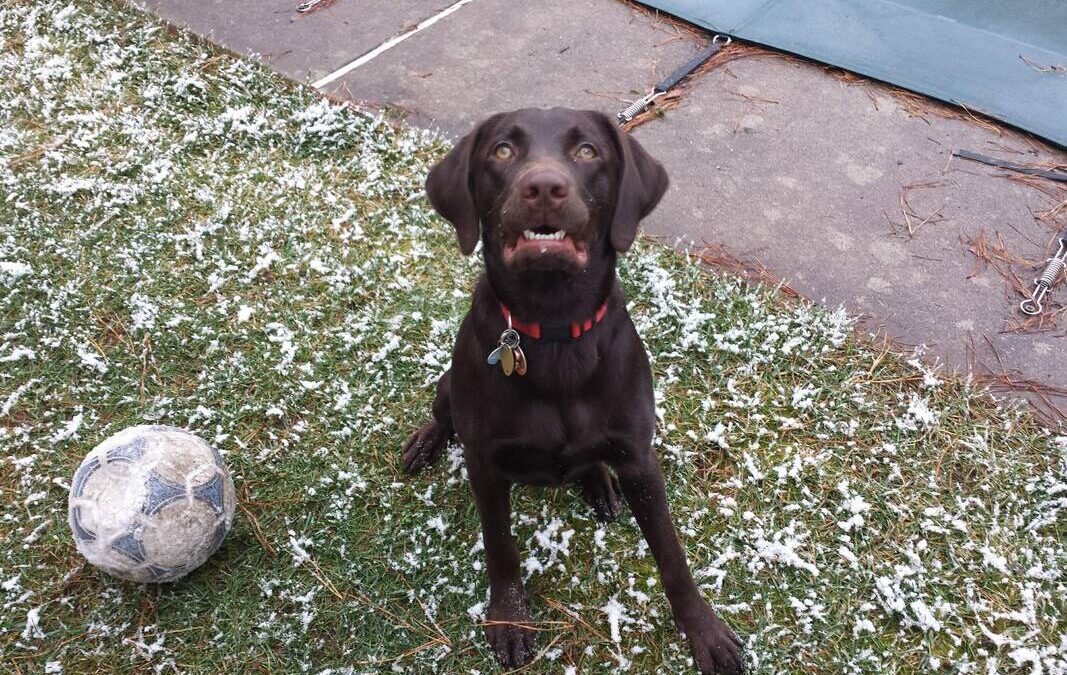 A VERY SPECIAL FEEL GOOD FRIDAY: ELLA THE CHOCOLATE LAB