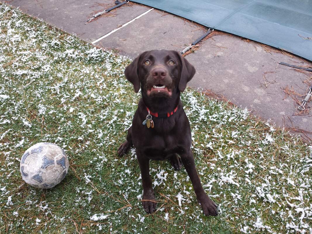 a dog sitting on grass with a ball