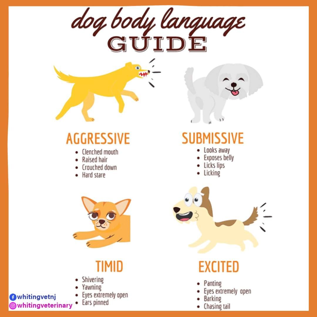 a poster of a dog body language guide