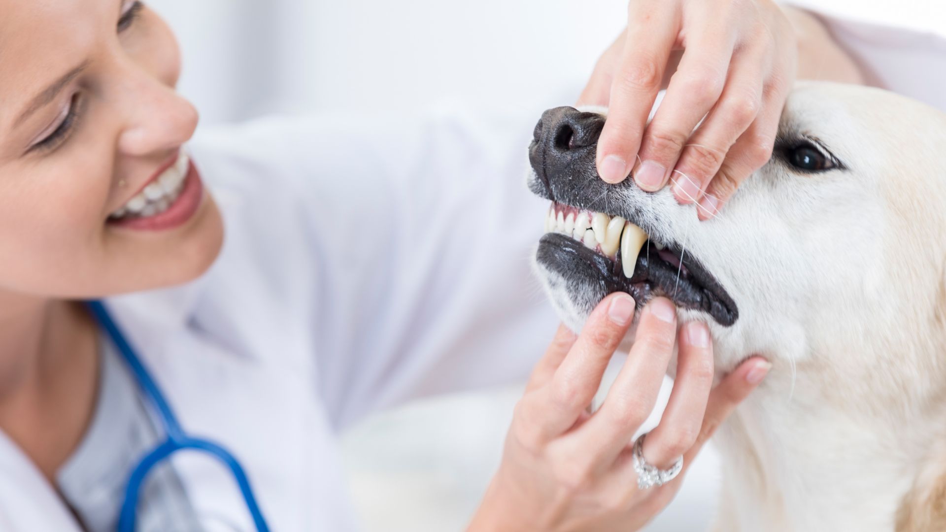 vet examining teeth of a dog