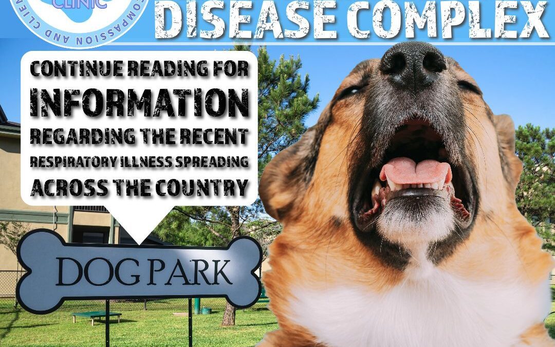 IT’S NO MYSTERY ILLNESS: WHAT WE KNOW ABOUT CANINE INFECTIOUS RESPIRATORY DISEASE COMPLEX (CIRDC)