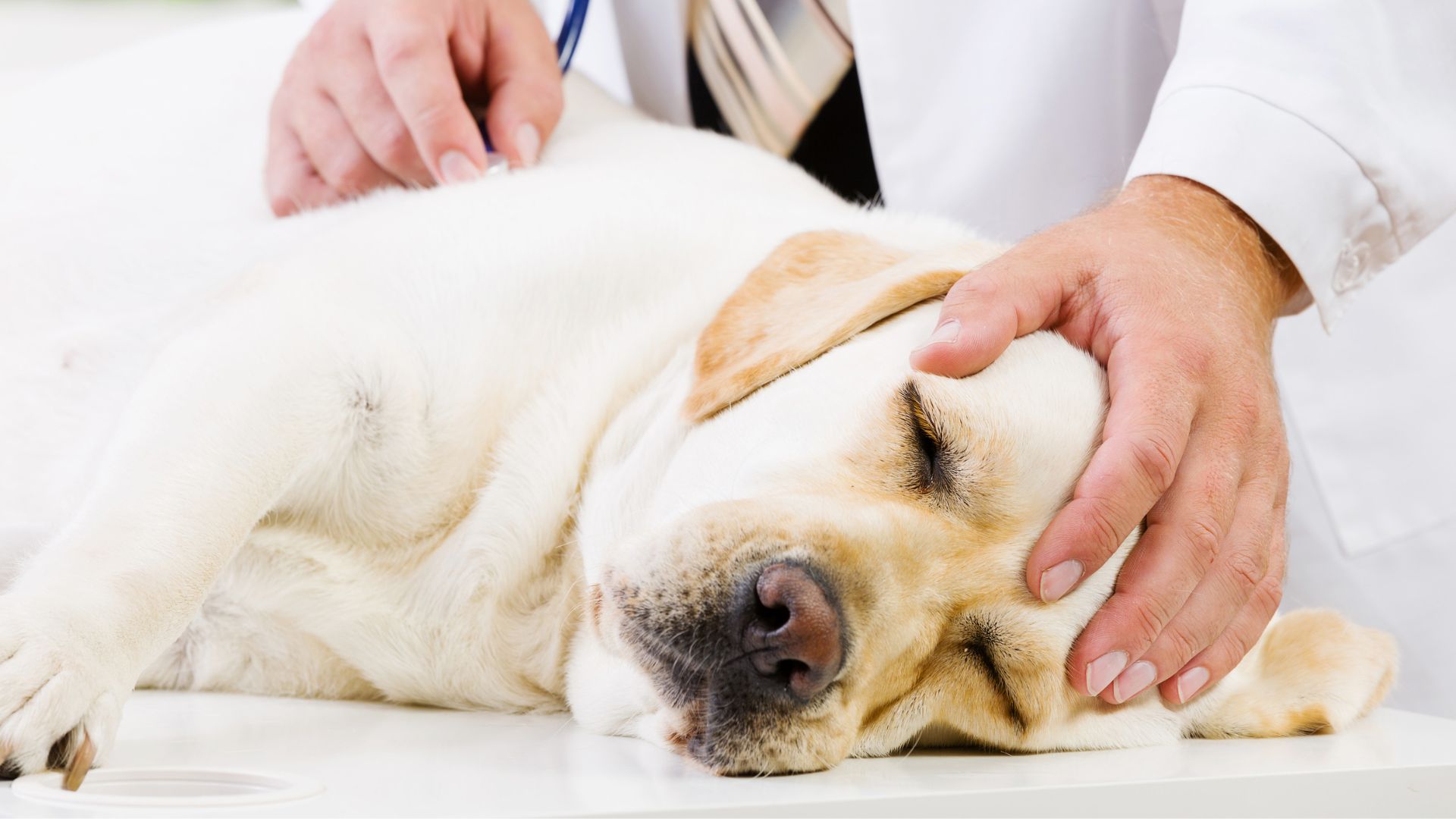 vet examining a dog lying on the table