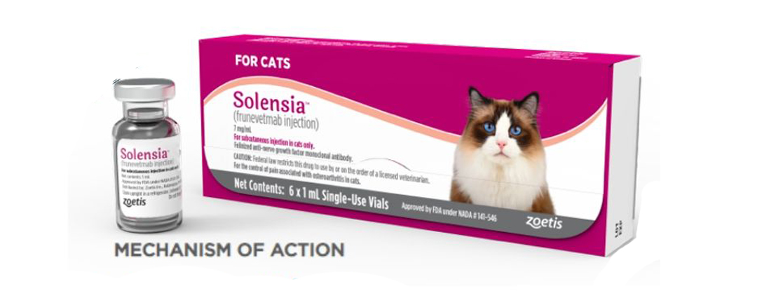 SOLENSIA FOR CATS: MONTHLY THERAPY THAT CONTROLS FELINE OSTEOARTHRITIS PAIN