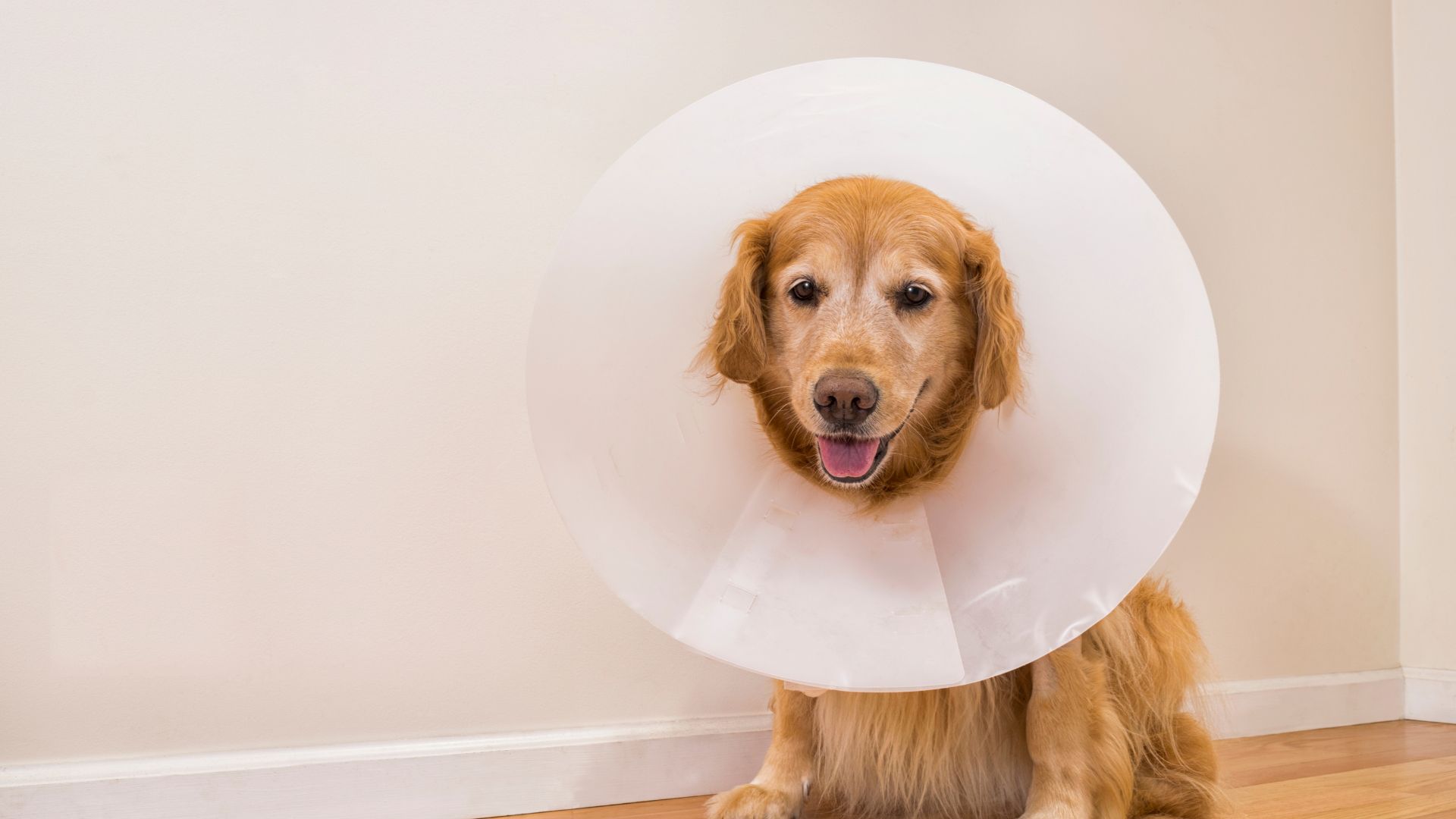 a dog wearing surgical cone