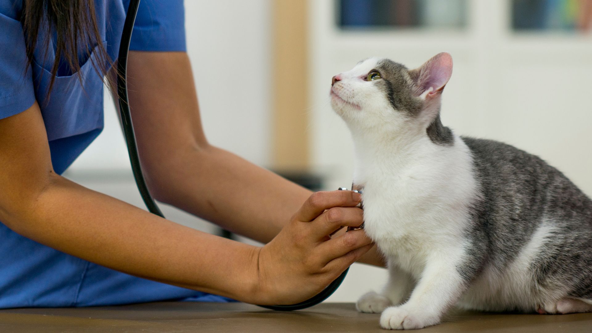 a cat being examined