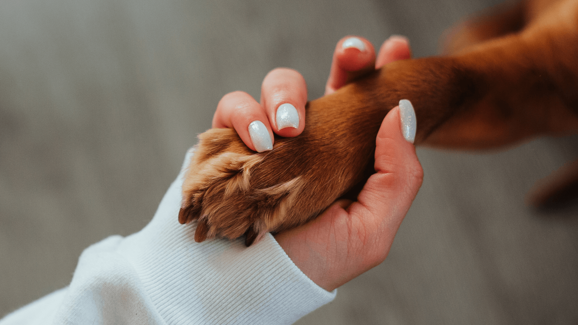 hand holding paw