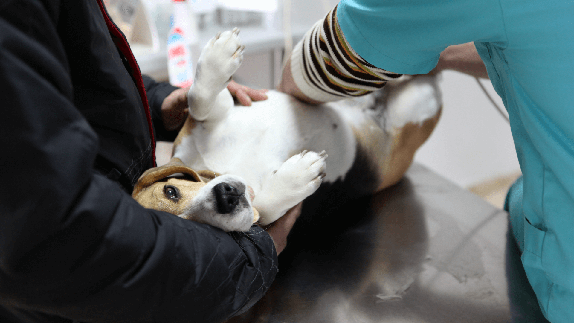 dog with vet