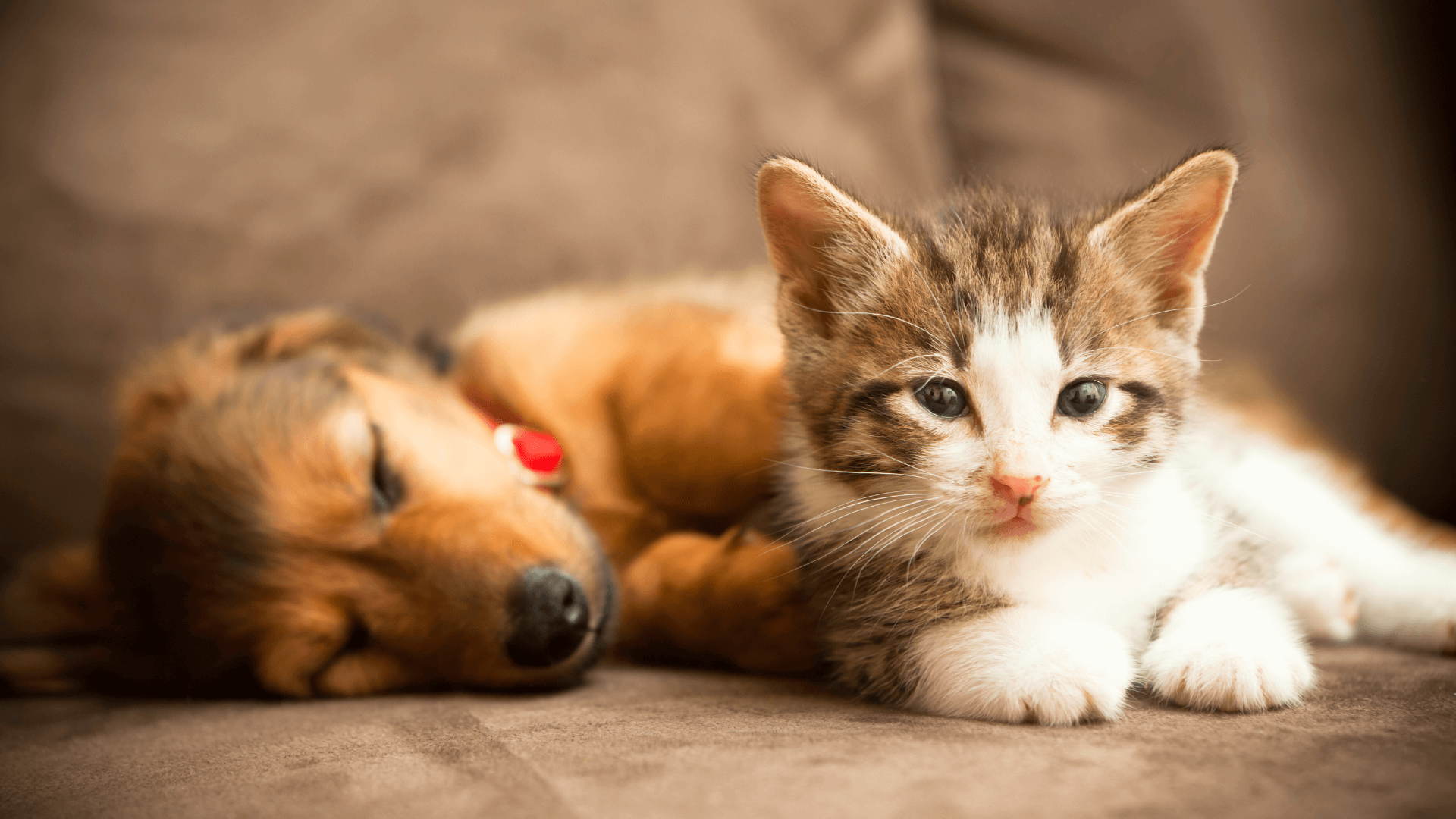 puppy and kitten care